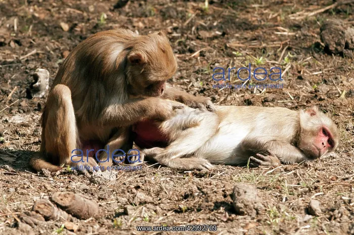 : Rhesus macaque - pair grooming : Rhesus macaque - pair grooming