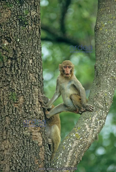 : Rhesus Macaque on a Sal tree : Rhesus Macaque on a Sal tree