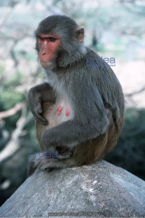 : RHESUS MONKEY - adult on rock : RHESUS MONKEY - adult on rock