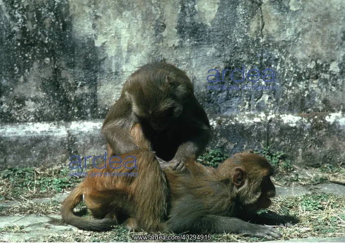 : RHESUS MONKEY - pair grooming : RHESUS MONKEY - pair grooming