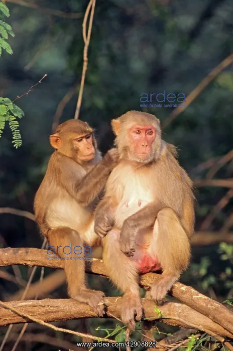 : Rhesus Monkeys - grooming : Rhesus Monkeys - grooming