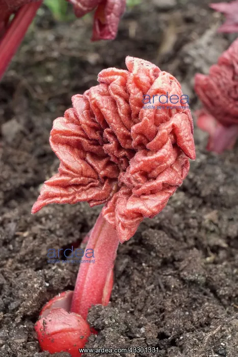 : Rheum palmatum Atrosanguineum - Emerging Leaves : Rheum palmatum Atrosanguineum - Emerging Leaves