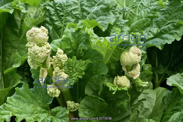  : Rheum rhabarbarum. Denmark in May
