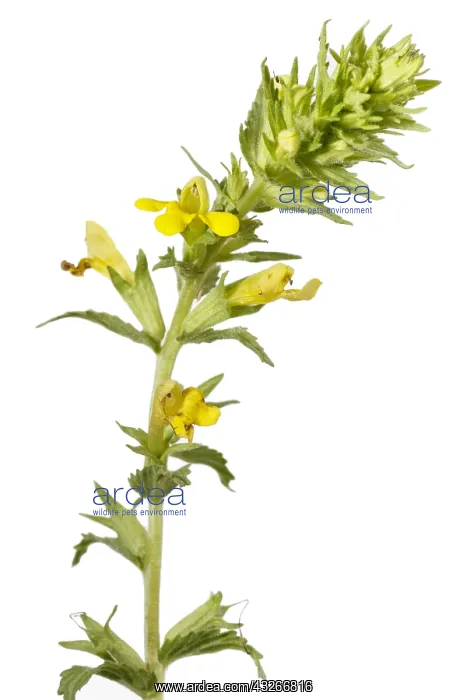 : Rhinanthus angustifolius - on white - Galicia, Spain : Rhinanthus angustifolius - on white - Galicia, Spain