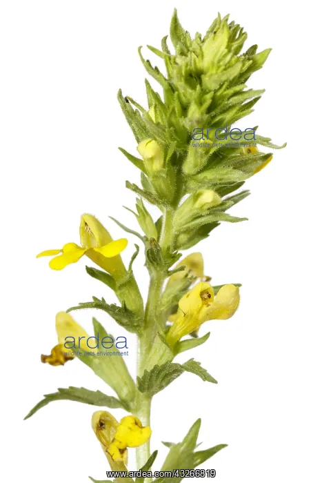 : Rhinanthus angustifolius - on white - Galicia, Spain : Rhinanthus angustifolius - on white - Galicia, Spain