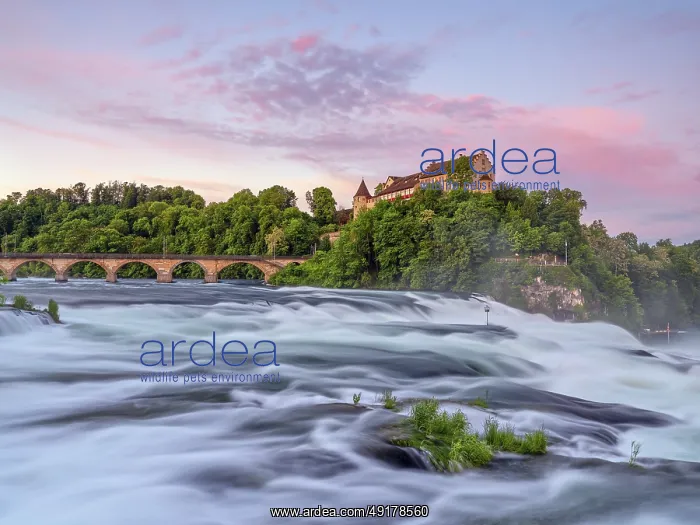 : Rhine Falls with Laufen Castle : Rhine Falls with Laufen Castle