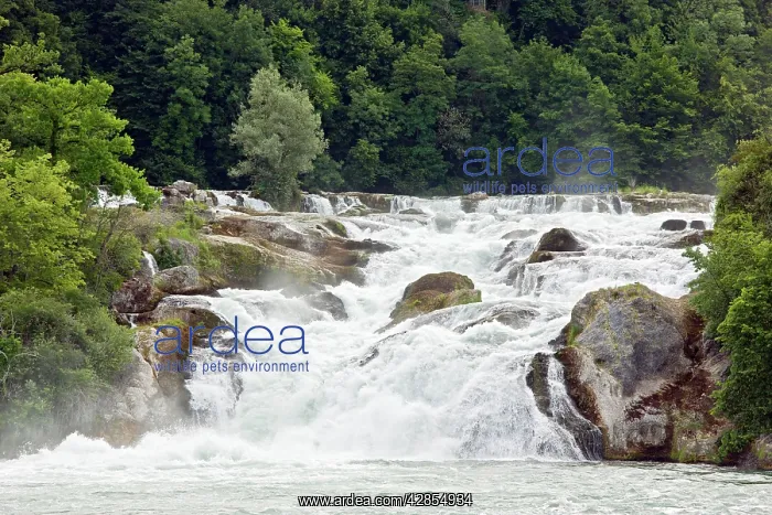 : Rhine Falls (Rheinfall) at Schaffhausen - the largest : Rhine Falls (Rheinfall) at Schaffhausen - the largest