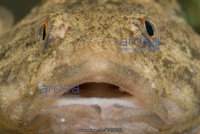 : Rhine Sculpin : Rhine Sculpin