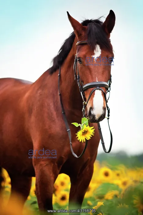 : Rhinelander, brown with markings, gelding with English : Rhinelander, brown with markings, gelding with English