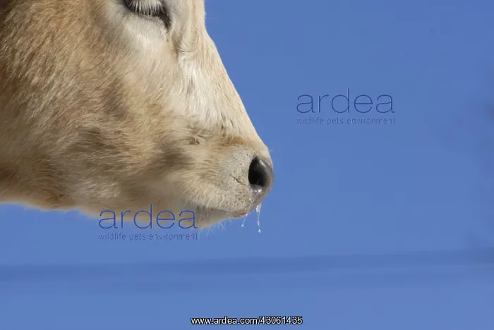 : Rhinitis on a cow in winter France : Rhinitis on a cow in winter France