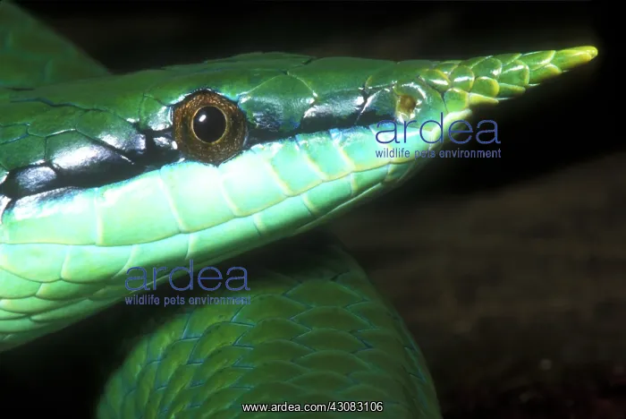 : Rhino Rat Snake : Rhino Rat Snake