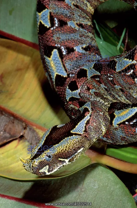 : Rhino Viper : Rhino Viper