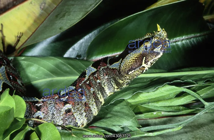 : Rhino Viper (Bitis nasicornis) : Rhino Viper (Bitis nasicornis)