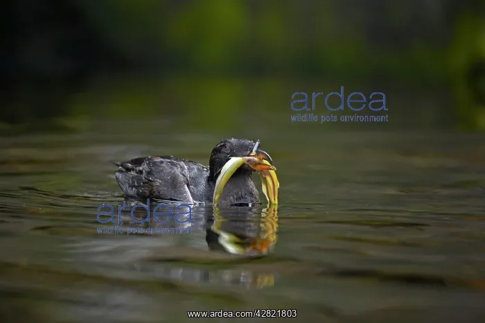 : Rhinoceros Aucklet - with fish : Rhinoceros Aucklet - with fish