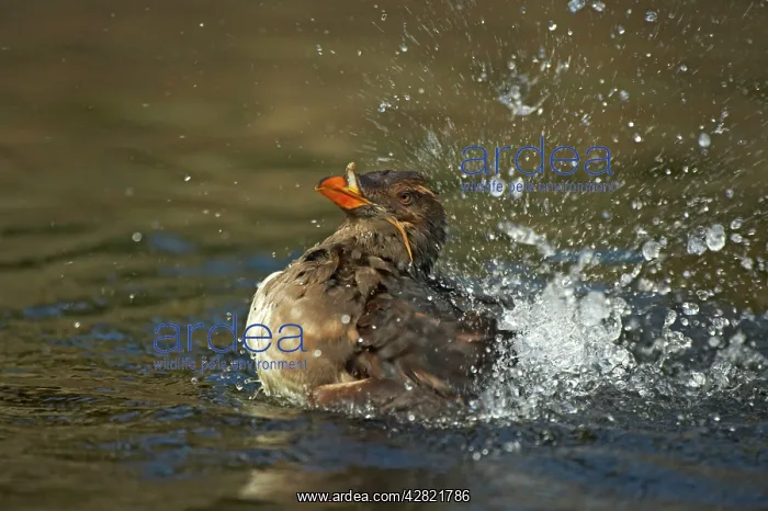 : Rhinoceros Aucklet - washing : Rhinoceros Aucklet - washing
