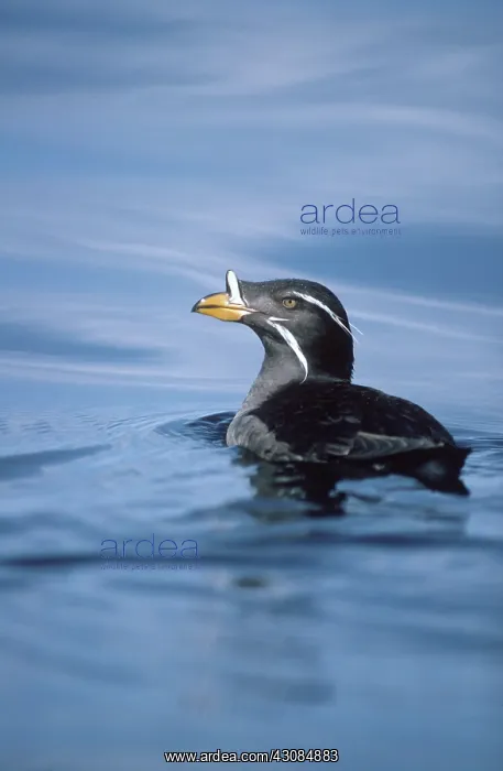 : Rhinoceros Auklet : Rhinoceros Auklet