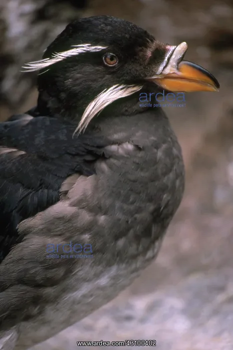 : Rhinoceros Auklet : Rhinoceros Auklet