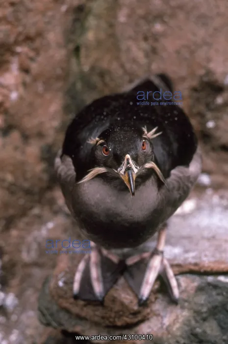 : Rhinoceros Auklet : Rhinoceros Auklet