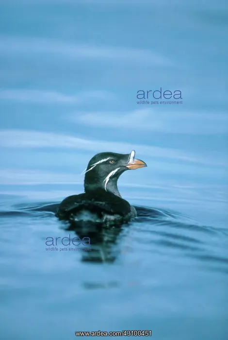 : Rhinoceros Auklet : Rhinoceros Auklet