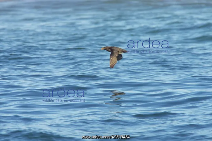: Rhinoceros Auklet - In flight : Rhinoceros Auklet - In flight