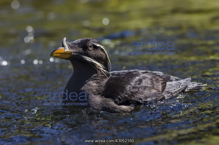 : Rhinoceros Auklet or rhinoceros puffin (Cerorhinca : Rhinoceros Auklet or rhinoceros puffin (Cerorhinca