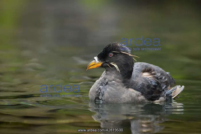 : Rhinoceros Auklet - On water : Rhinoceros Auklet - On water