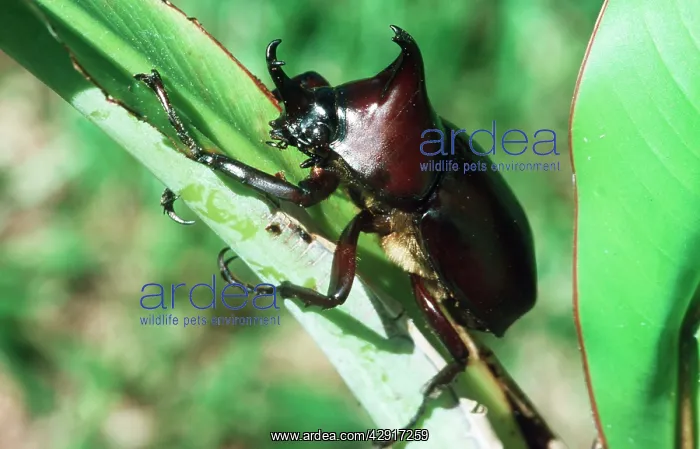 : Rhinoceros Beetle : Rhinoceros Beetle