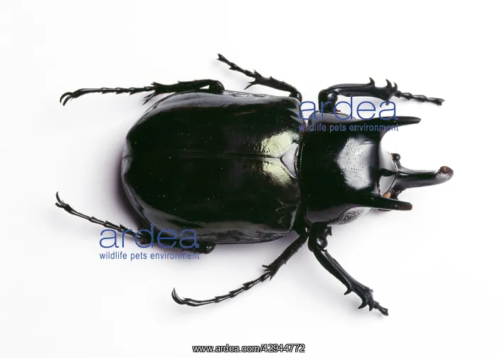  : Rhinoceros BEETLE