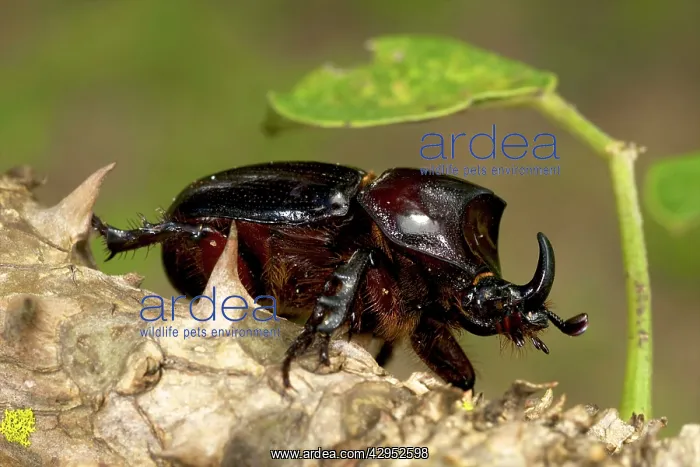 : Rhinoceros Beetle : Rhinoceros Beetle