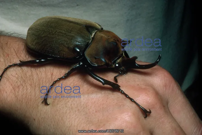  : Rhinoceros Beetle