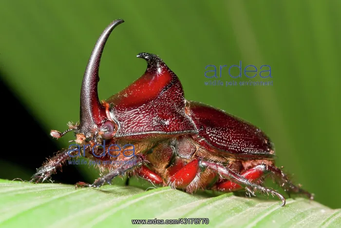 : Rhinoceros beetle : Rhinoceros beetle