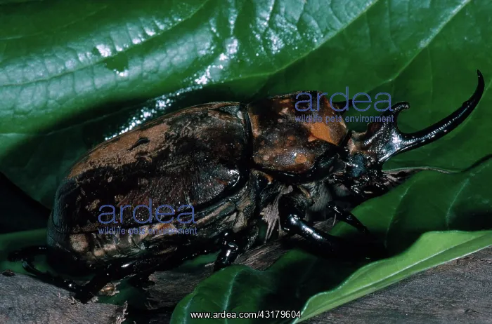 : Rhinoceros Beetle : Rhinoceros Beetle