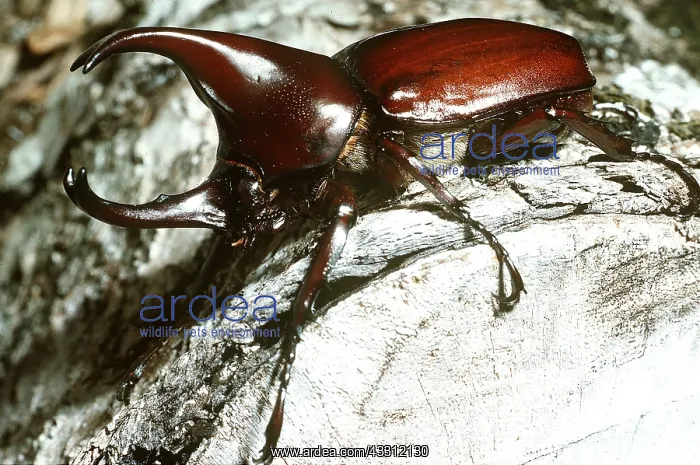: RHINOCEROS BEETLE : RHINOCEROS BEETLE