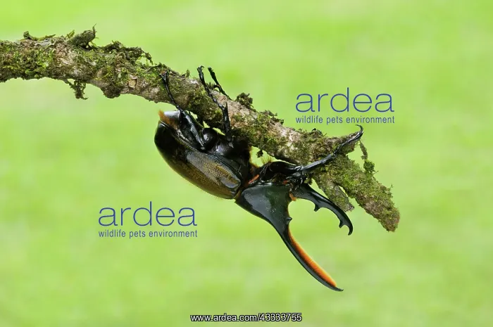 : Rhinoceros beetle : Rhinoceros beetle
