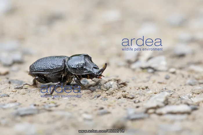 : Rhinoceros Beetle - Cumbria - UK Rhinoceros Beetle