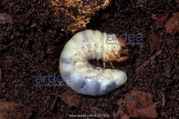 : Rhinoceros Beetle - Larva : Rhinoceros Beetle - Larva