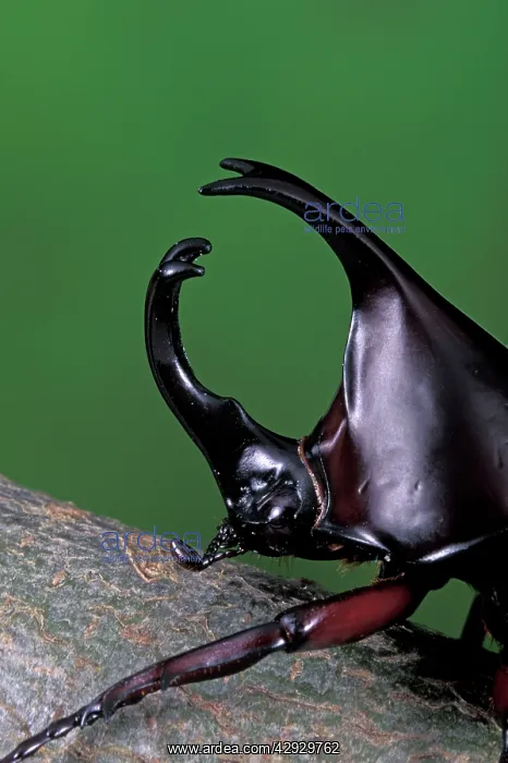 : Rhinoceros Beetle - Male on a branch - head : Rhinoceros Beetle - Male on a branch - head