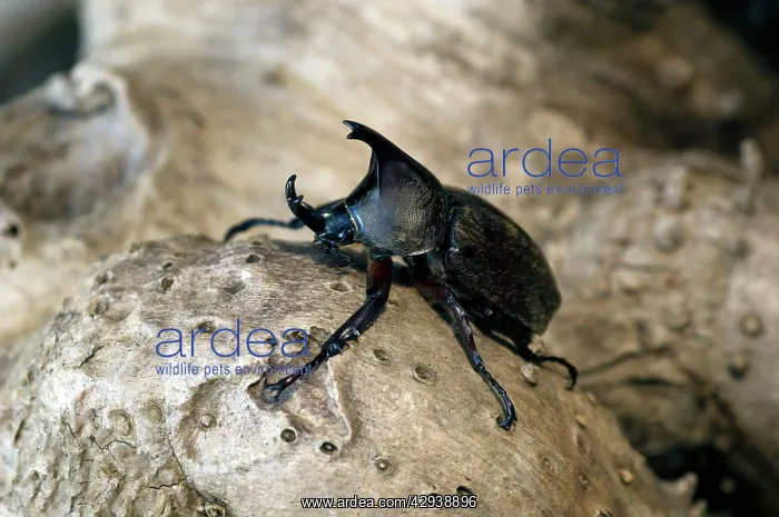 : Rhinoceros Beetle - Male - on a tree-bark : Rhinoceros Beetle - Male - on a tree-bark