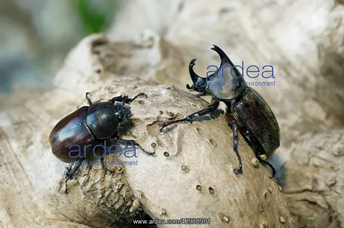 : Rhinoceros Beetle - on tree-bark - hornless female : Rhinoceros Beetle - on tree-bark - hornless female