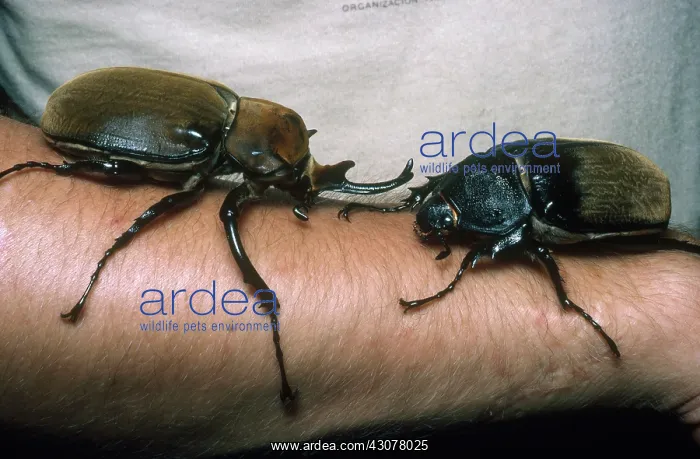  : Rhinoceros Beetles