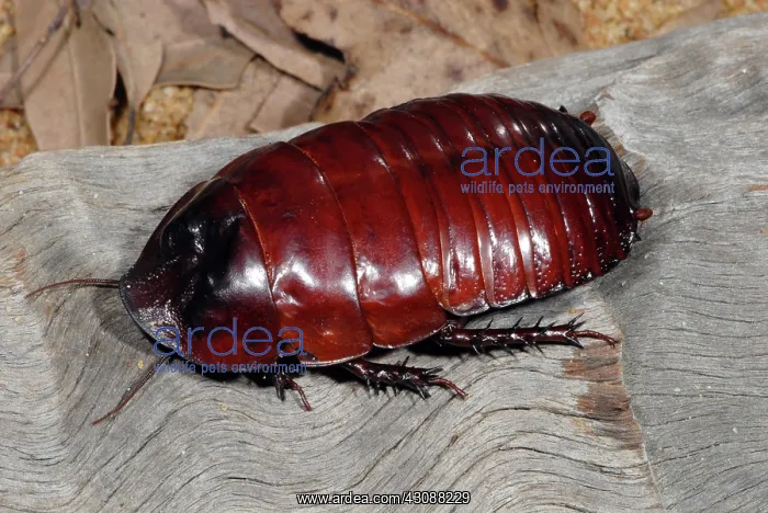 : Rhinoceros Cockroach : Rhinoceros Cockroach