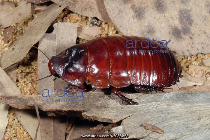 : Rhinoceros Cockroach : Rhinoceros Cockroach