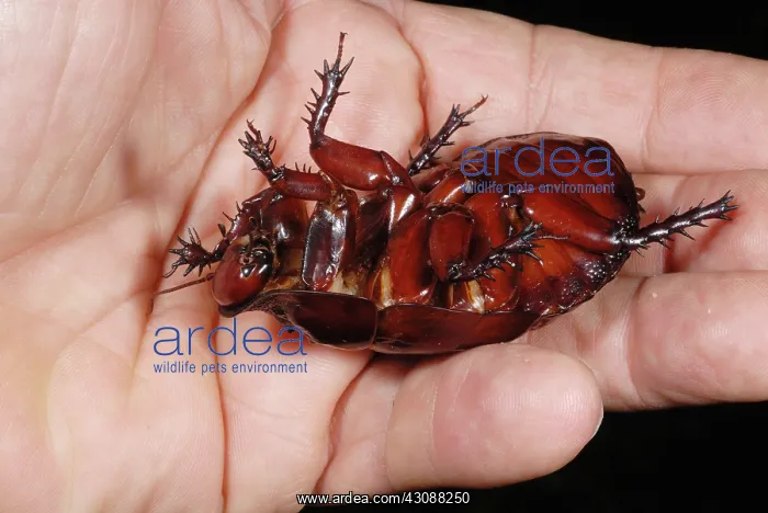 : Rhinoceros Cockroach : Rhinoceros Cockroach