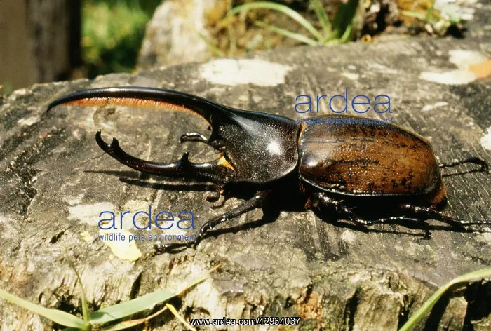 : RHINOCEROS / Hercules BEETLE : RHINOCEROS / Hercules BEETLE