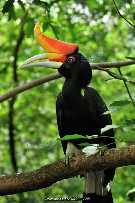 : Rhinoceros Hornbill : Rhinoceros Hornbill