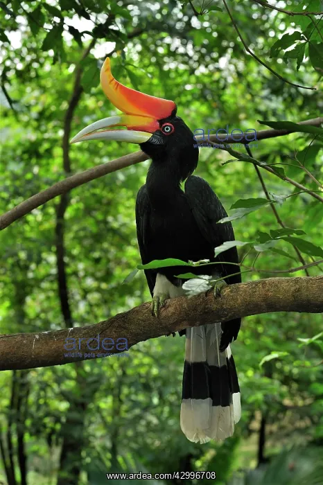 : Rhinoceros Hornbill : Rhinoceros Hornbill