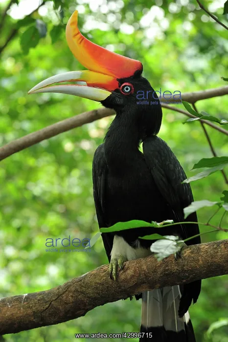 : Rhinoceros Hornbill : Rhinoceros Hornbill