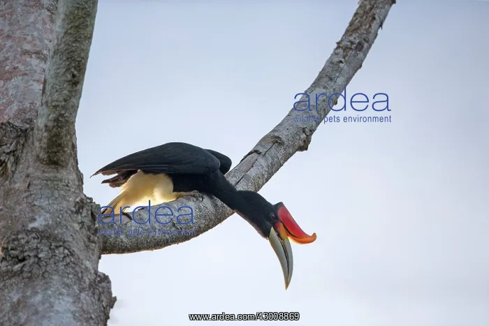 : Rhinoceros Hornbill : Rhinoceros Hornbill