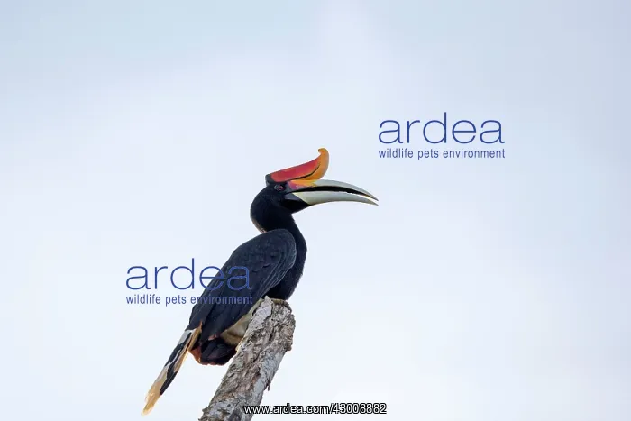: Rhinoceros Hornbill : Rhinoceros Hornbill