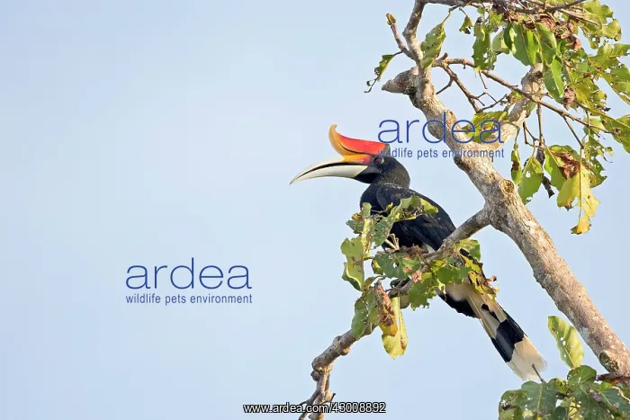 : Rhinoceros Hornbill : Rhinoceros Hornbill